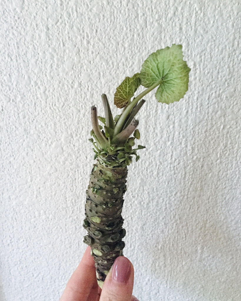 Fresh Wasabi!