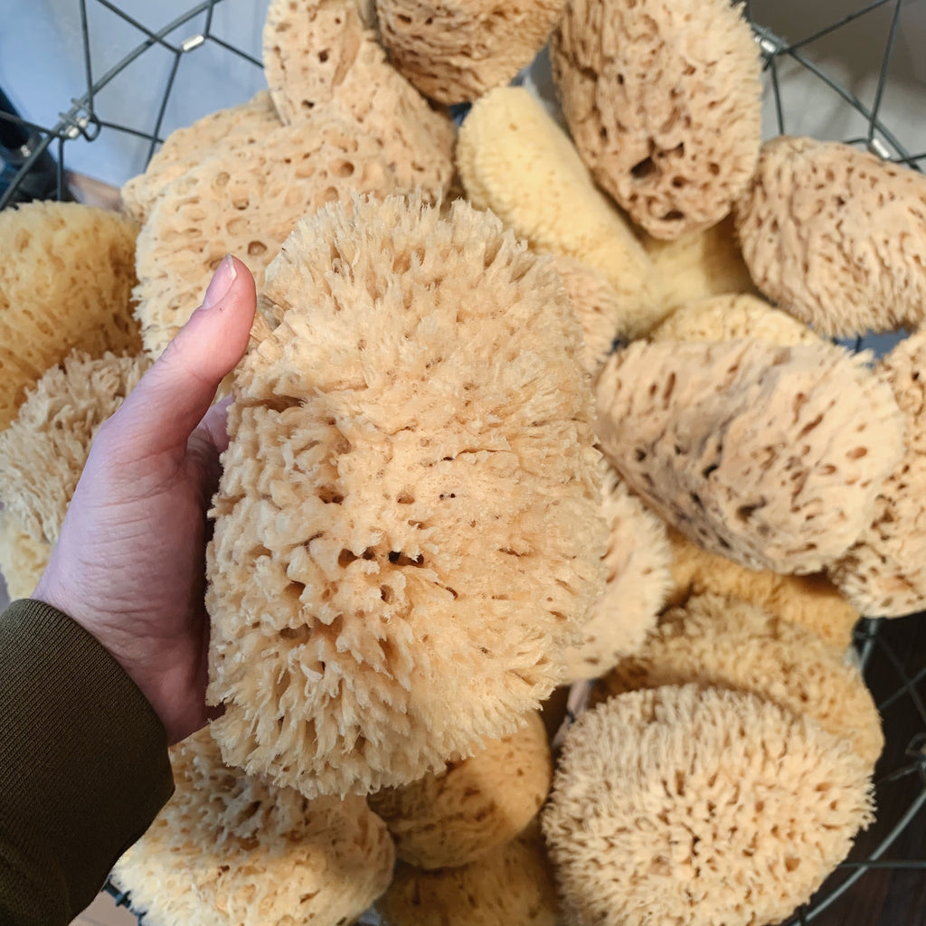 Sea Sponge